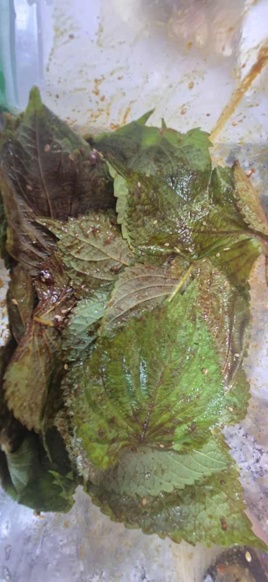 Kkaennip Kimchi (perilla En Salsa De Soya)